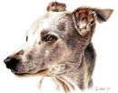 "Lark" Lurcher